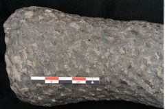 Foto (Detailansicht) von Knorria imbricata Sternbg. (NHMW-GEO-2024-0188-11041)